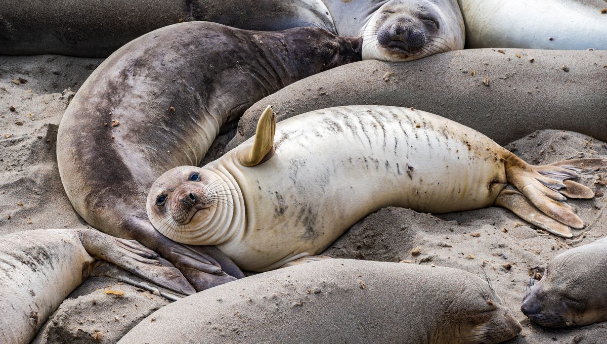 After Killing Half Of South Georgia’s Elephant Seals, H5N1 Avian Flu Has Reached Australian Territory For The First Time