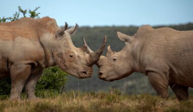 When the Rule of Law Defends the Environment