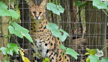 3 wildcats escape Pennsylvania wildlife center after tree falls on pen during windstorms