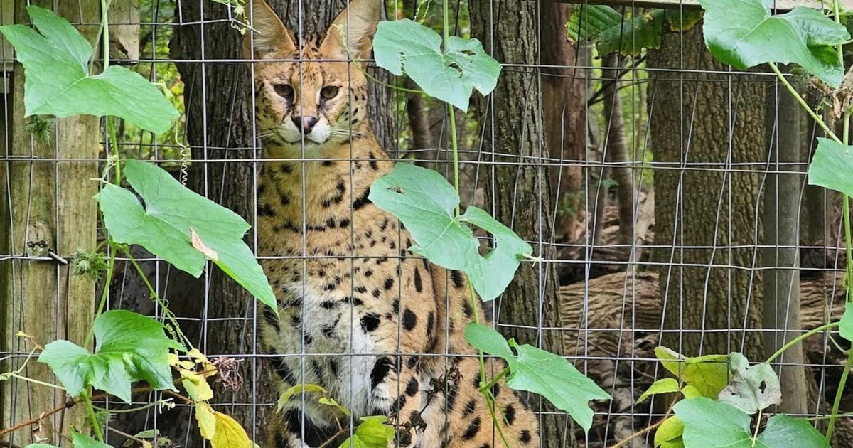 3 wildcats escape Pennsylvania wildlife center after tree falls on pen during windstorms