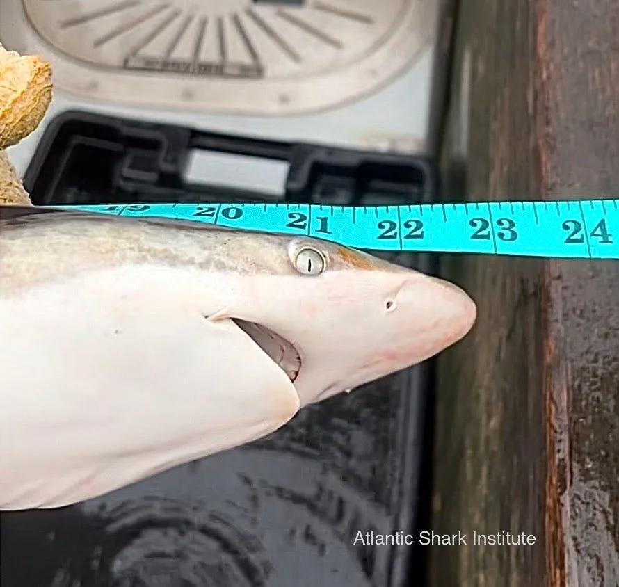 The young spinner shark caught by a local fishing boat captain in September 2024 was measured, videotaped and returned to the water.