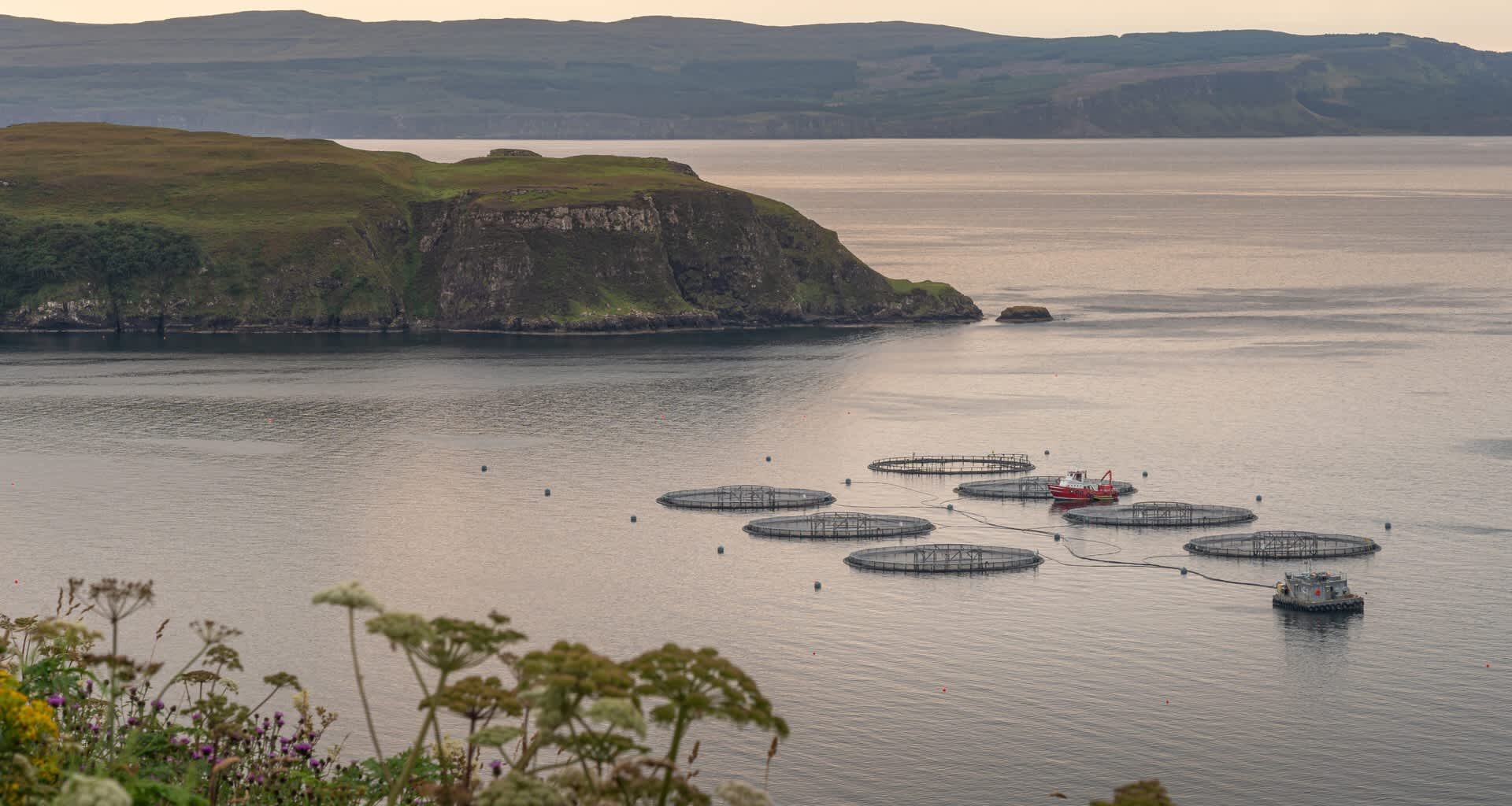 As the storm surge from Storm Amy ravaged the Scottish Highlands, it also broke through farm pens holding thousands of salmon.