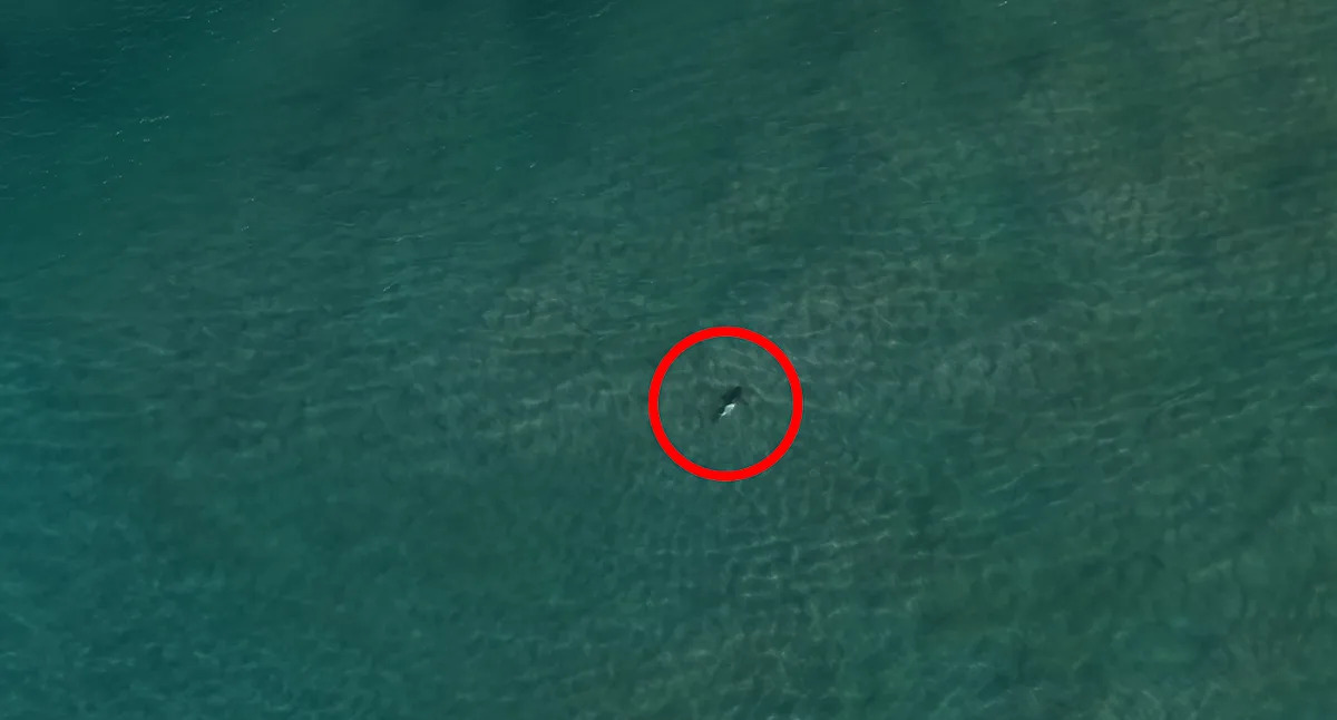 Small detail in drone photo off Aussie island sparks incredible response
