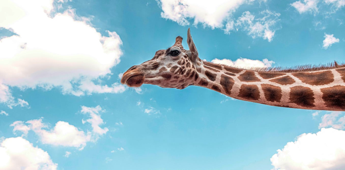 Why do giraffes have such long legs? Animal simulations reveal a surprising answer