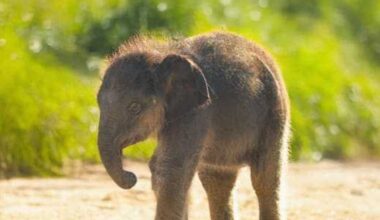 Gift a year of adventure at the Fort Worth Zoo
