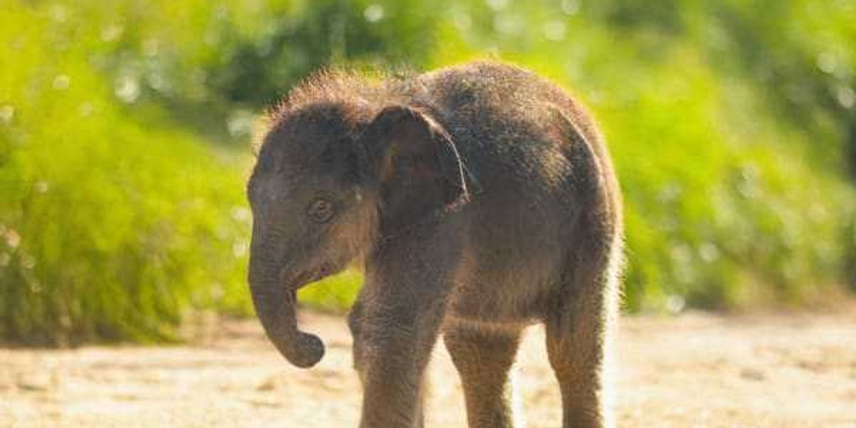 Gift a year of adventure at the Fort Worth Zoo