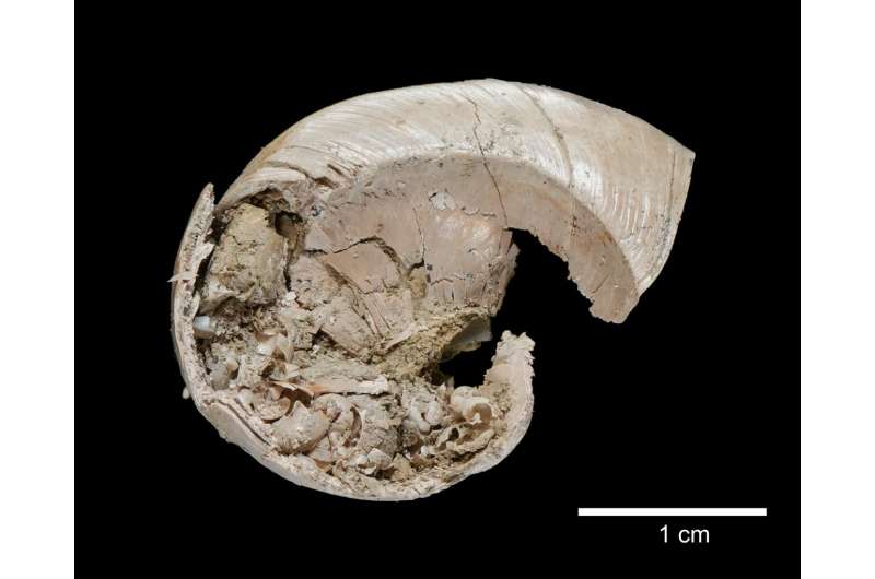 Fossil of a baby sea snail inside a mother's shell discovered