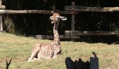 Fort Worth Zoo welcomes calves and cubs this fall – NBC 5 Dallas-Fort Worth