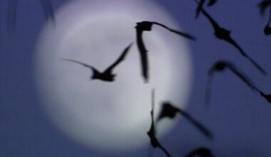 Incidents of rabid bats in LA County continue upward trend – NBC Los Angeles