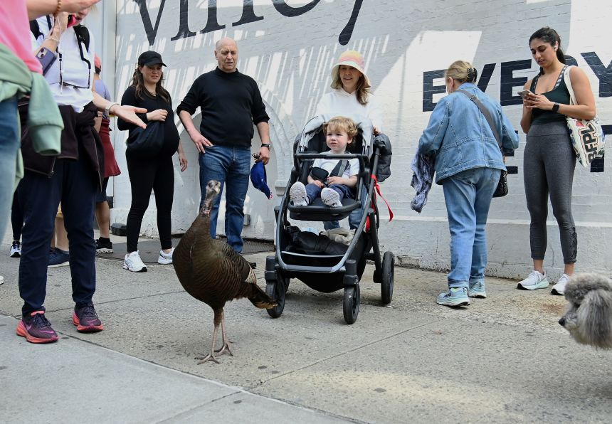 Astoria caused a stir when she spent a few days on the Upper East Side in April. Wildlife officials advise giving her and other wild birds plenty of room, though.
