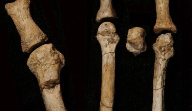 Mystery owner of 3-million-year-old foot found in Africa identified, scientists say