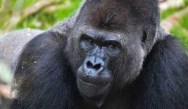 SA Zoo reveals opening date for Congo Falls gorilla habitat