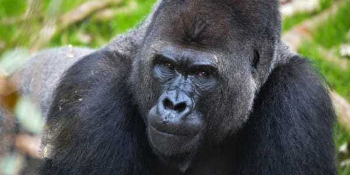 SA Zoo reveals opening date for Congo Falls gorilla habitat