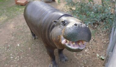 World’s Oldest Pygmy Hippo, Hannah Shirley, Celebrates 52nd Birthday With “Hungry Hungry Hippos” Themed Party