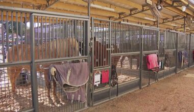 EHV-1 outbreak cancels events at Fort Worth Stockyards – NBC 5 Dallas-Fort Worth