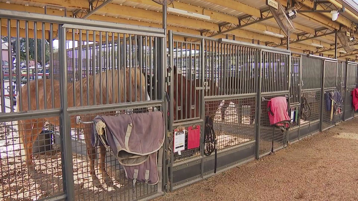 EHV-1 outbreak cancels events at Fort Worth Stockyards – NBC 5 Dallas-Fort Worth