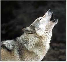 Tool-using wolf, radio-tagged monarchs, and other science news