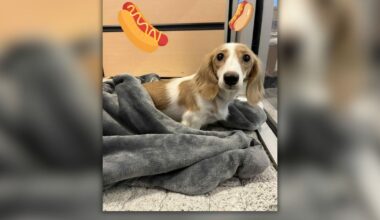 Jacksonville ACPS partners with influencer to rehome dozens of Dachshund puppies – Action News Jax