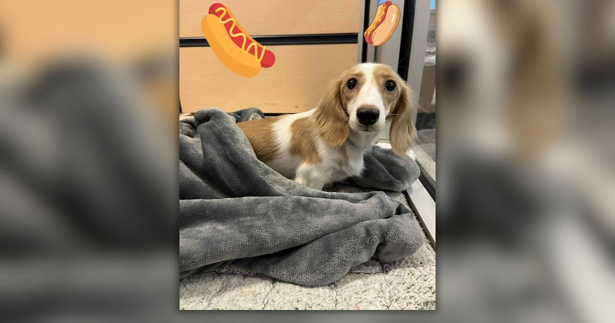 Jacksonville ACPS partners with influencer to rehome dozens of Dachshund puppies – Action News Jax