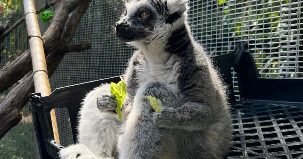 Jacksonville Zoo celebrates senior animal residents for Thanksgiving – Action News Jax