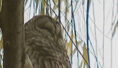 Federal plan to kill half a million owls still on – KIRO 7 News Seattle
