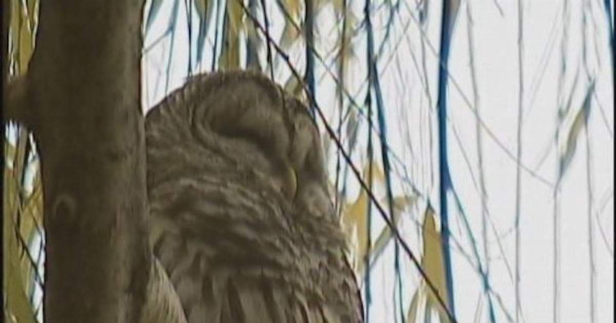 Federal plan to kill half a million owls still on – KIRO 7 News Seattle