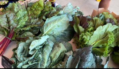 Jacksonville Collard Green Festival returns – 104.5 WOKV