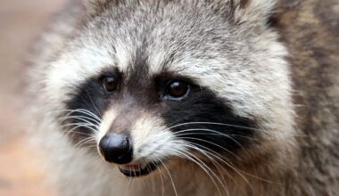 New house pet? Raccoons in cities may be domesticating themselves – WFTV