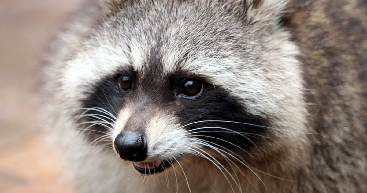 New house pet? Raccoons in cities may be domesticating themselves – WFTV