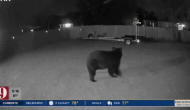 “I’m Scared:” Bear keeps returning to Deland home despite thousands spent on deterrents – WFTV