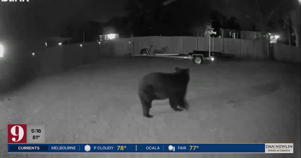 “I’m Scared:” Bear keeps returning to Deland home despite thousands spent on deterrents – WFTV