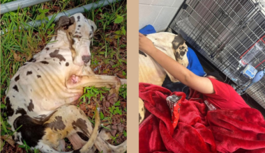 ACPS holds memorial for Great Dane puppy found on the side of the road – 104.5 WOKV