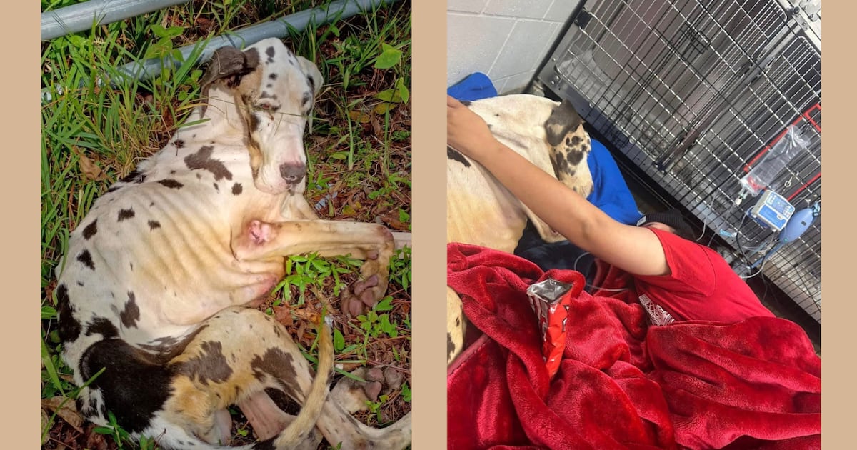 ACPS holds memorial for Great Dane puppy found on the side of the road – 104.5 WOKV