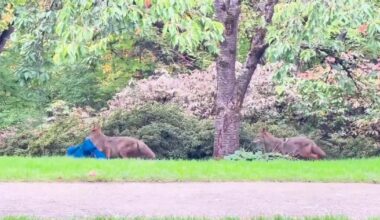 Coyote caught on camera making off with Seattle photographer’s raincoat – KIRO 7 News Seattle