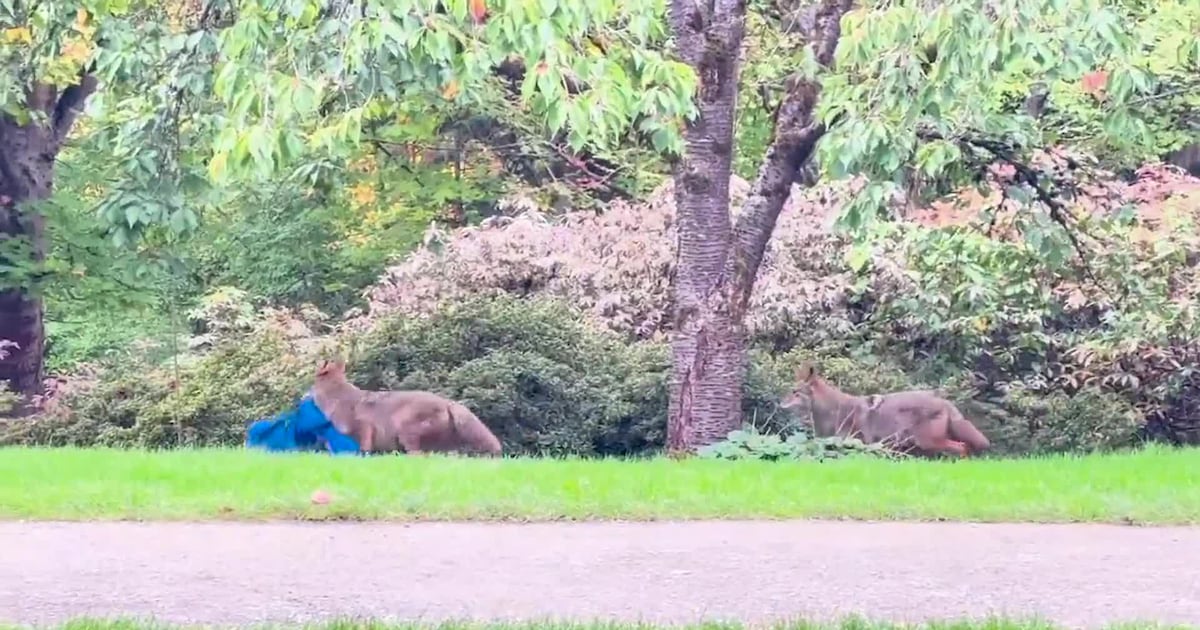 Coyote caught on camera making off with Seattle photographer’s raincoat – KIRO 7 News Seattle