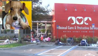 Dozens line up, some overnight, at Jacksonville dachshund puppy adoption event following viral plea – Action News Jax
