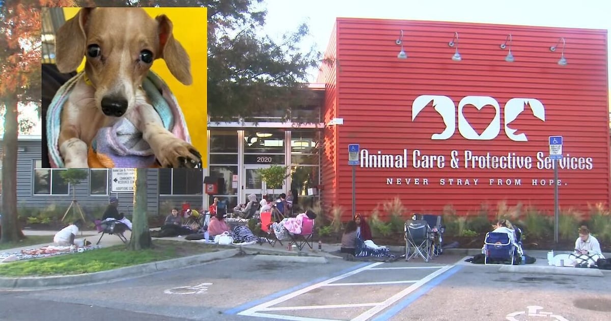 Dozens line up, some overnight, at Jacksonville dachshund puppy adoption event following viral plea – Action News Jax