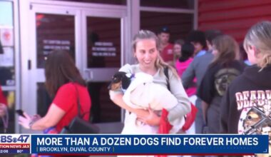 Dozens show up to adopt dachshund puppies at Jacksonville’s animal shelter – Action News Jax