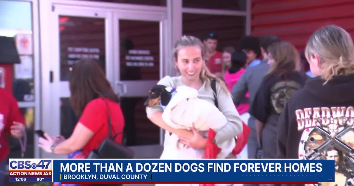 Dozens show up to adopt dachshund puppies at Jacksonville’s animal shelter – Action News Jax