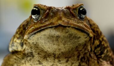 Cane toads on the move in WA