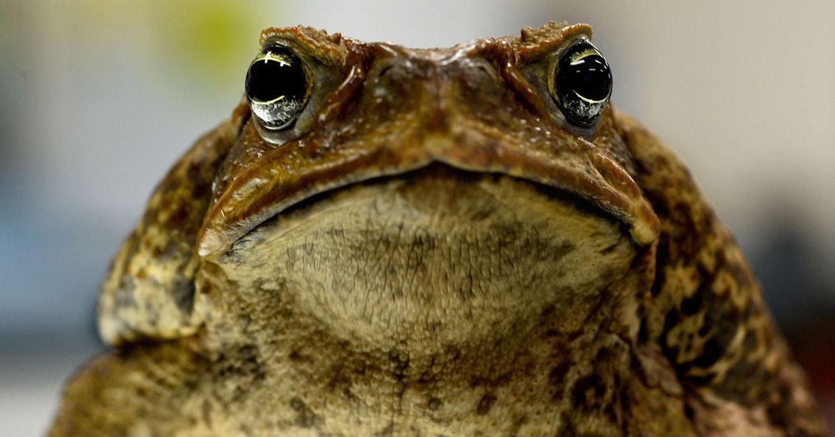 Cane toads on the move in WA