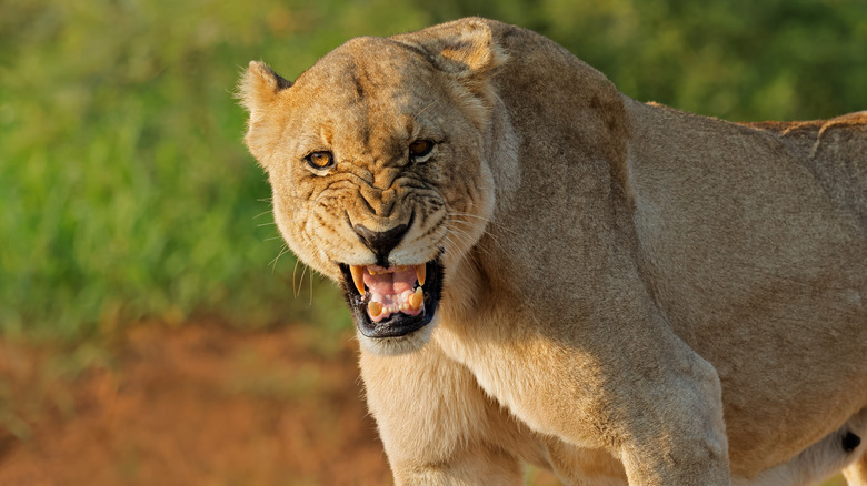 an African lioness snarling in the wild