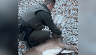Cheeseball bucket removed from deer's head after days-long rescue operation in Jefferson Hills
