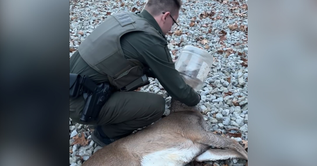 Cheeseball bucket removed from deer's head after days-long rescue operation in Jefferson Hills