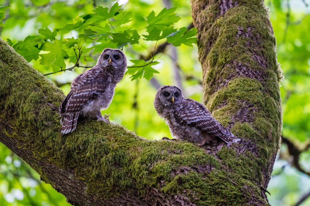 Two juvenile barred owls perched on a mossy tree branch.