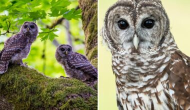 US government to shoot down 450K barred owls out west to stave off rival owl's extinction: 'DEI for owls?'