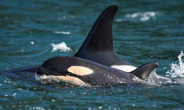 Orca calf L125 swimming with its mother, Surprise. (Center for Whale Research)