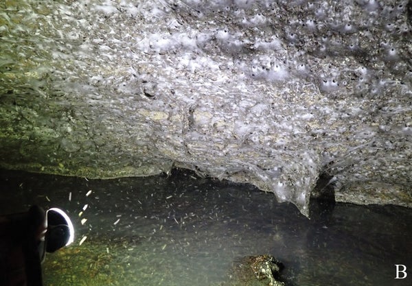 A section of cave rock completely covered by film white spider web