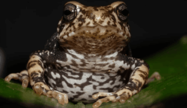 Three new Species Of Rare Toads That Give Birth To Live Young Like Humans Discovered