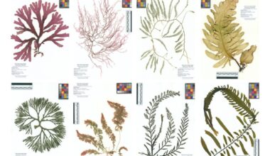 Scripps Oceanography showcases 5,000 seaweed pressings – San Diego Union-Tribune